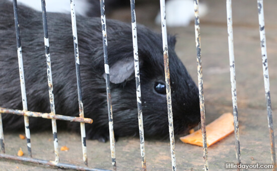 Guinea Pig