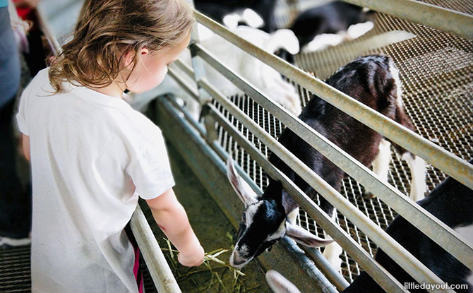 Goat feeding at Hay Dairies
