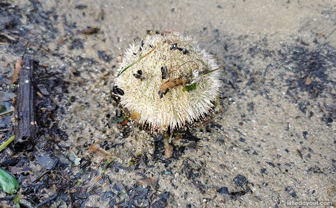 4 Ways to Stay Safe and Protect the Intertidal Wildlife in Singapore