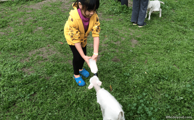 Feeding lambs at Sunflowers Animal Farm, Margaret River, Western Australia