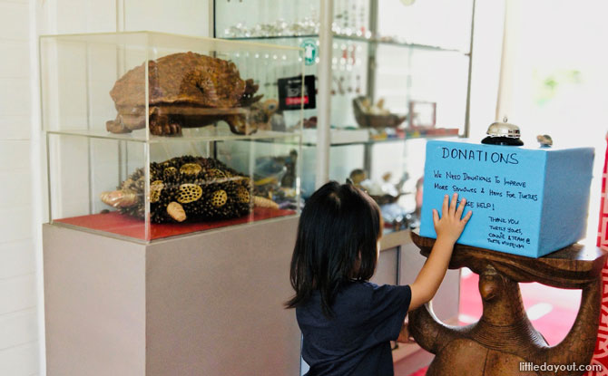 Visiting the Live Turtle and Tortoise Museum