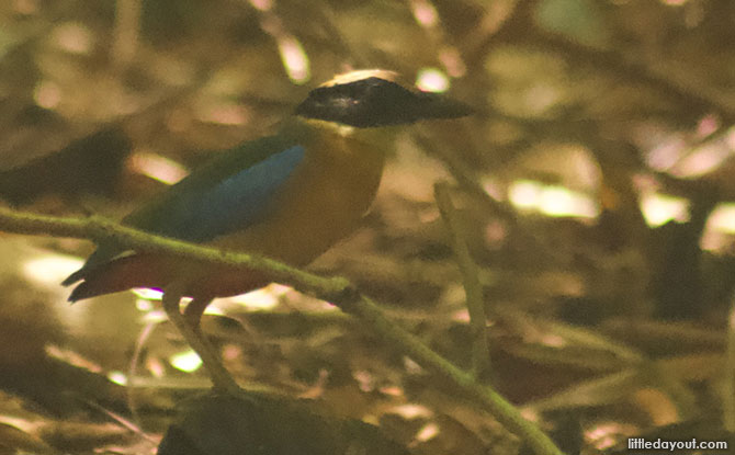 Uncommon Birds – Blue-winged Pitta, Mangrove Pitta and the White Rumped Shama