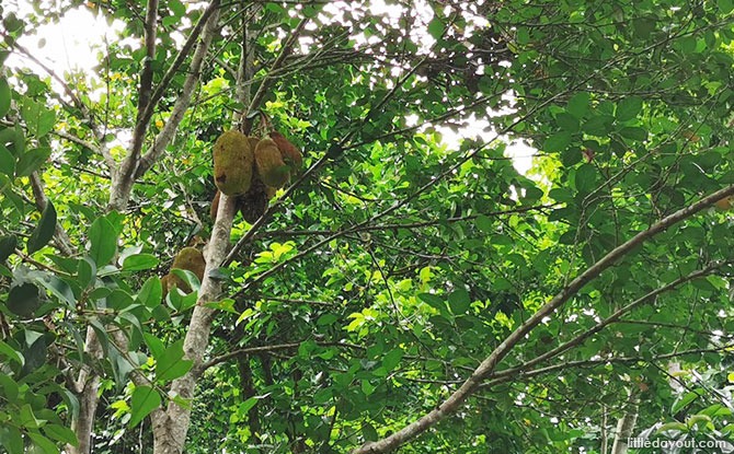 Ubin trail