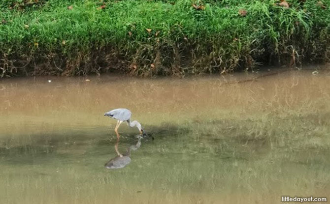 Flora and Fauna at Sungei Pandan Canal