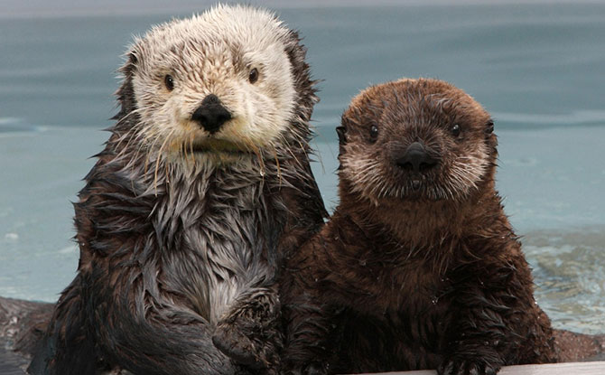 Monterey Bay Aquarium