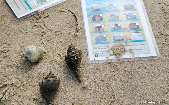 Young Nautilus Nature Walks