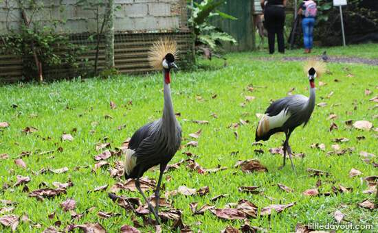 Crowned Cranes