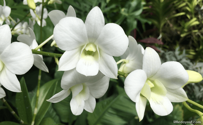 Orchid named after Princess Diana