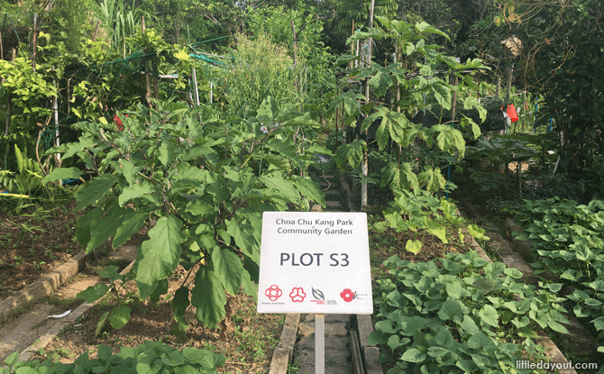 Community Garden