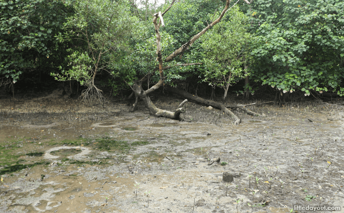 Mudflats, Sungei Buloh Mud Experience