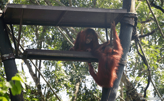 Orang Utans at the Singapore Zoo