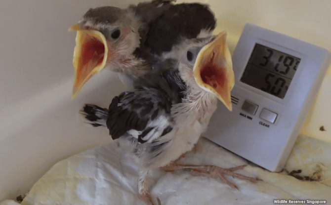 Black-winged starling chicks.