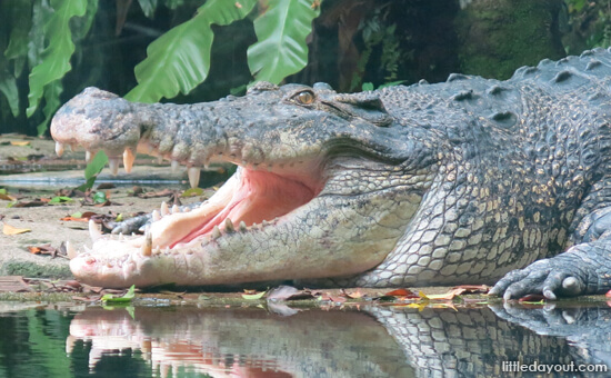Crocodile - Animals You Must See at the Zoo