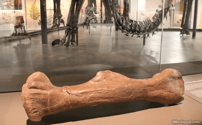 Dino Bone