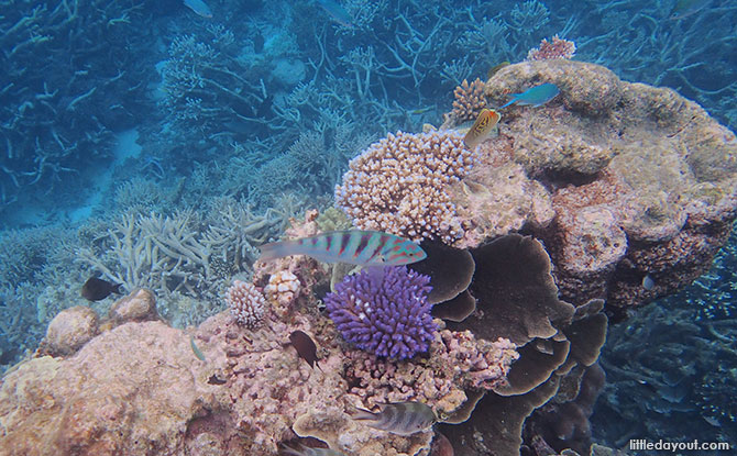 Great Barrier Reef