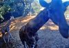Missing The Animals At The Zoo? Check Out This Giraffe Cam Missing The Animals At The Zoo? Check Out This Giraffe Cam