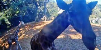 Missing The Animals At The Zoo? Check Out This Giraffe Cam