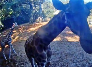 Missing The Animals At The Zoo? Check Out This Giraffe Cam Missing The Animals At The Zoo? Check Out This Giraffe Cam