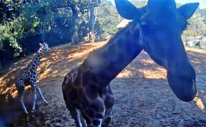 Missing The Animals At The Zoo? Check Out This Giraffe Cam