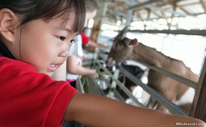 Feeding goats at Hay Dairies