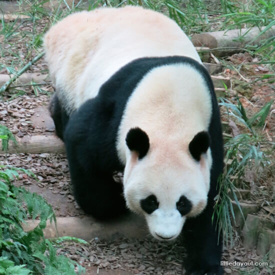 Jia Jia