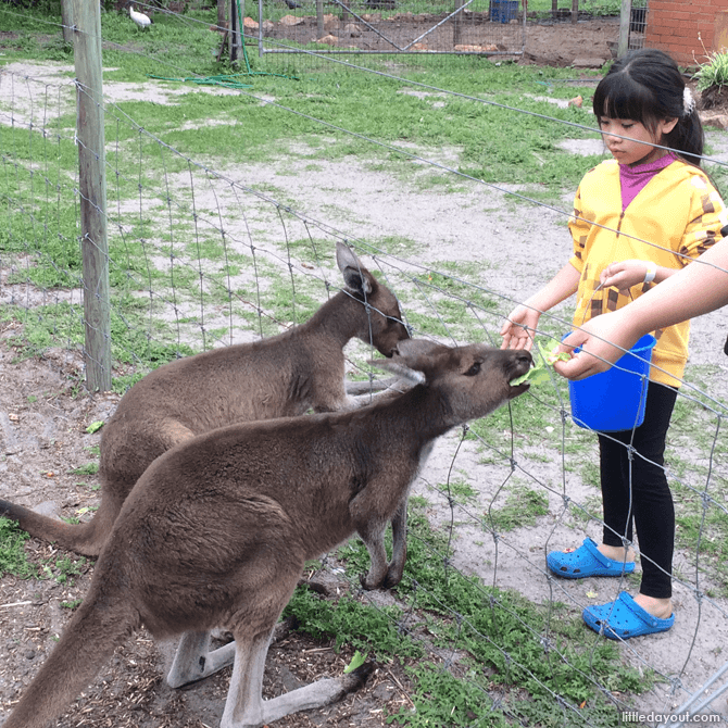 Feeding kangaroos