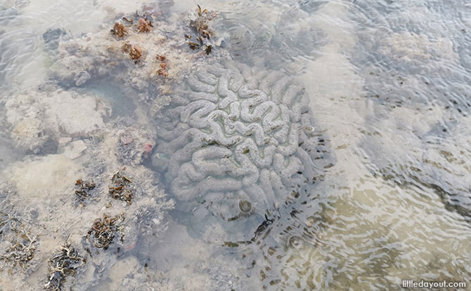 Brain Coral