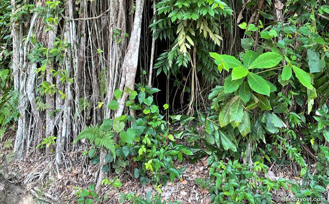 A Breadmaking Shed Hidden by a Strangling Fig