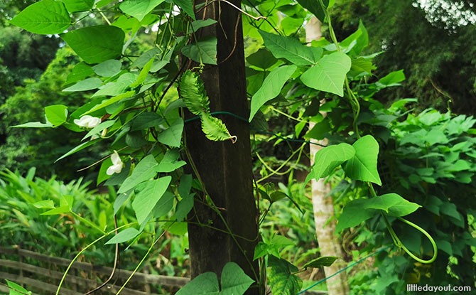 Winged bean plant