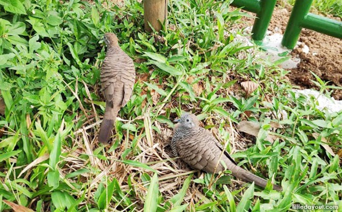 Birds at Ulu Pandan Park Connector