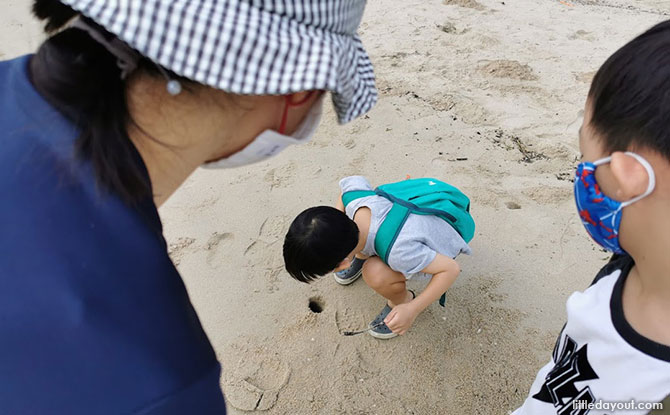 Ghost Crabs holes