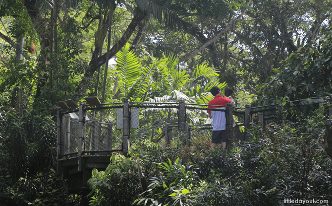 Orang Utan Boardwalk - Visiting the Singapore Zoo