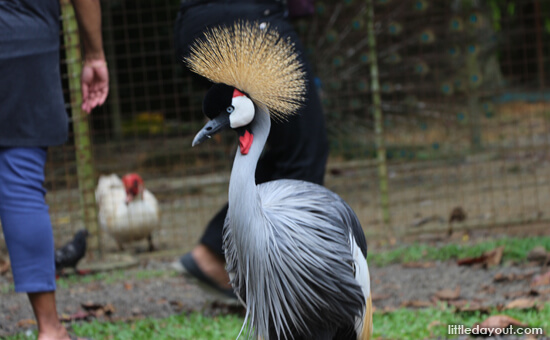 Crowned Cranes