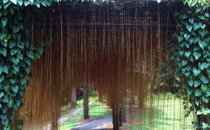 Curtain of Roots