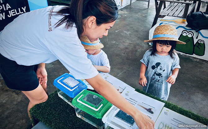 Kranji Countryside: Jurong Frog Farm