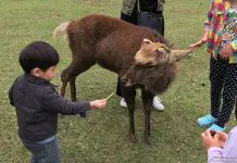Nara Deer Park