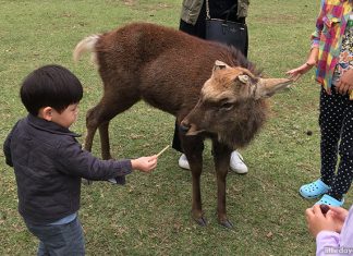 Family Vacation to Osaka with a Toddler Nara Deer Park