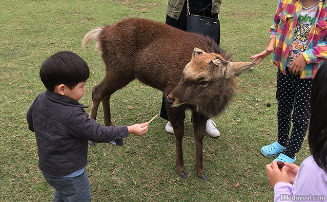 Family Vacation to Osaka with a Toddler Nara Deer Park