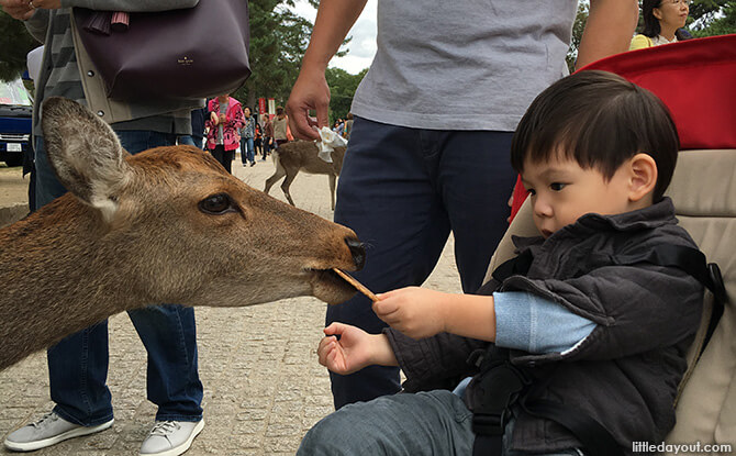 Feeding the deer from a stroller at Nara Park