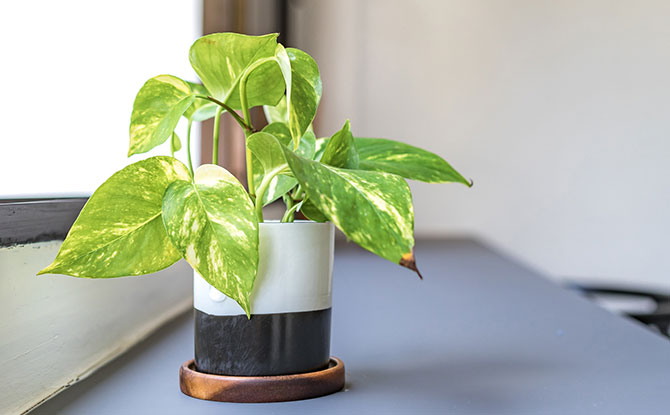 Recycling an old cup for plants