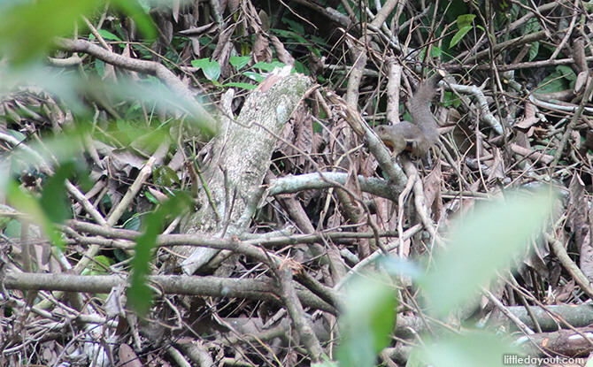 Windsor Nature Park: Squirrel