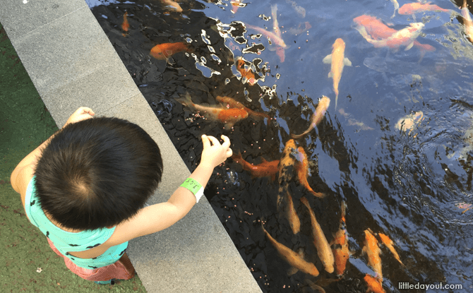feeding fish