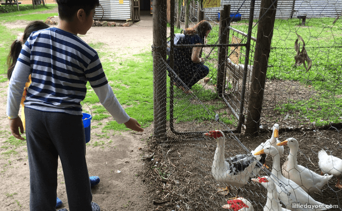 Feeding the birds