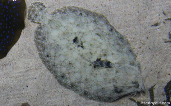 Flounder