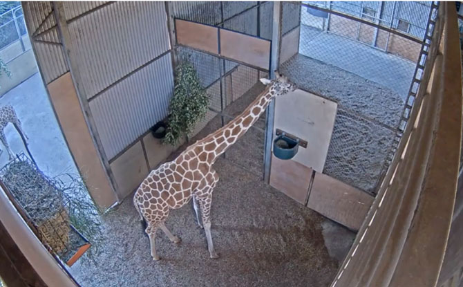 Giraffe's Night Quarters