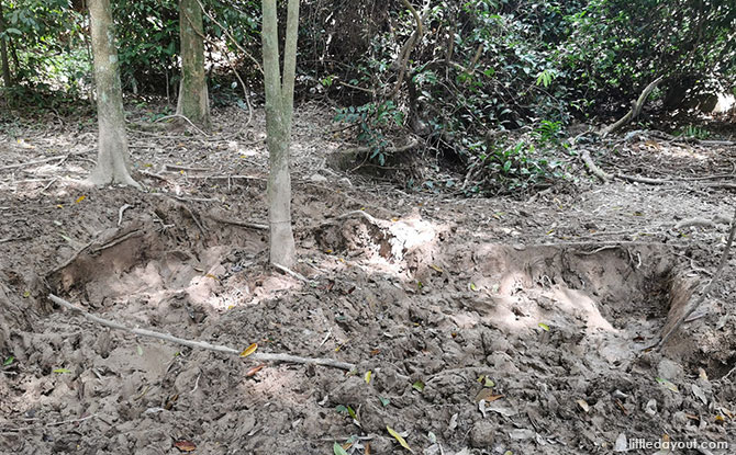 Wild Boar Mud Pit