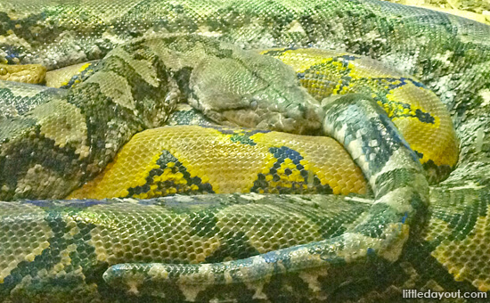 Python