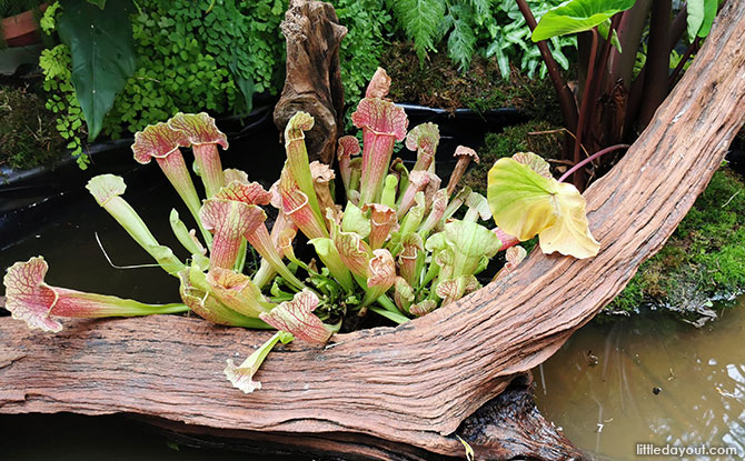 Sarracenia purpurea