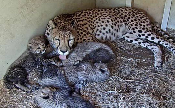 Best Virtual Zoo Visit