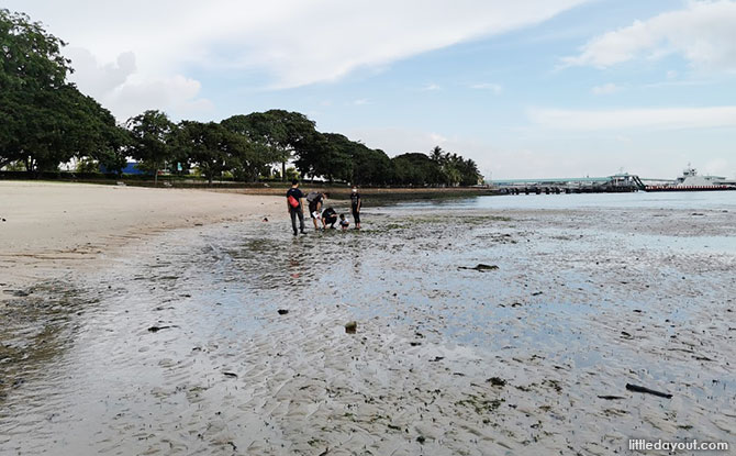 Exploring Nature At Changi’s Shores With Young Nautilus